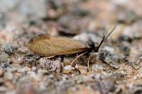 Incurvaria koerneriella