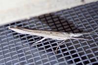 Ypsolopha mucronella