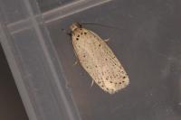 Agonopterix nodiflorella