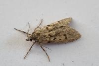 Diurnea fagella