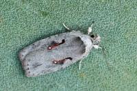 Agonopterix ocellana