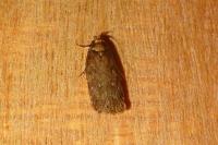 Depressaria albipunctella