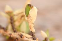 Coleophora genistae