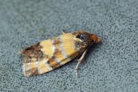 Aethes tesserana