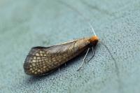 Nematopogon adansoniella