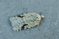 Acleris literana