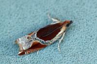 Ancylis unculana