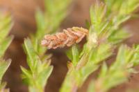 Coleophora juncicolella