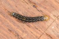 Aphelia viburnana