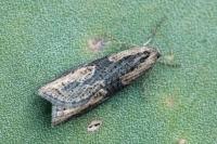 Doloploca punctulana