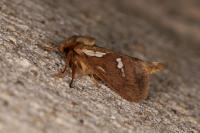 Korscheltellus lupulinus