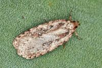Agonopterix ciliella