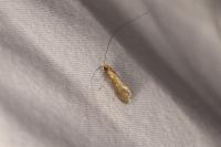 Nematopogon adansoniella