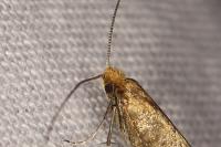 Nematopogon adansoniella