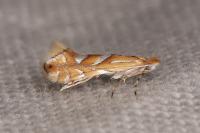 Phyllonorycter