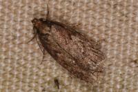 Depressaria albipunctella