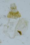 Depressaria albipunctella