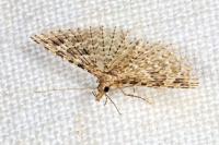 Alucita hexadactyla