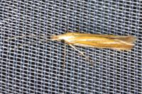 Coleophora albicosta