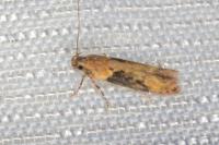 Scrobipalpa costella