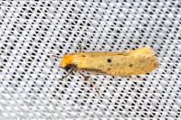 Tinea trinotella