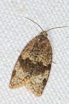 Syndemis musculana