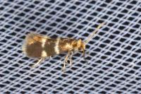 Phylloporia bistrigella