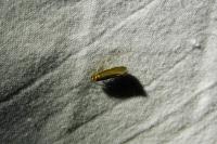 Roeslerstammia erxlebella