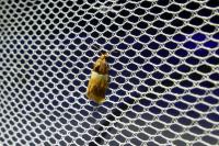 Epinotia festivana