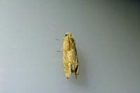 Eucosma