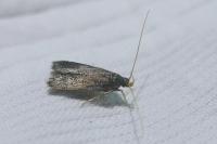 Homaloxestis briantiella