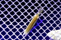 Pleurota aristella