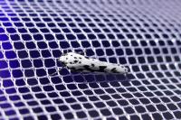 Ethmia pusiella/candidella