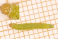 Agonopterix heracliana