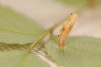 Coleophora gryphipennella