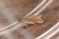 Coleophora lutarea