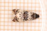 Hysterophora maculosana