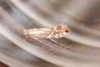 Phyllonorycter rajella
