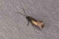 Klimeschia transversella