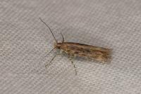 Scrobipalpa ocellatella