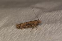 Scrobipalpa ocellatella
