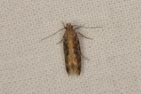 Scrobipalpa ocellatella