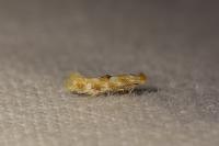 Bucculatrix
