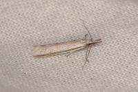 Pleurota ericella