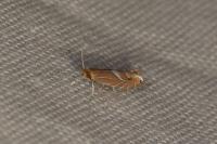 Phyllonorycter endryella