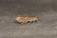 Phyllonorycter endryella