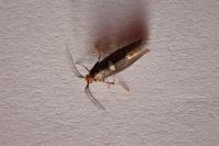 Incurvaria masculella
