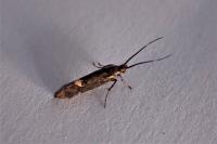 Esperia sulphurella