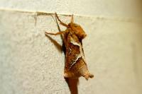 Triodia sylvina