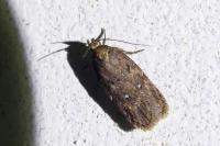 Depressaria albipunctella
